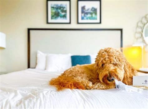 pet friendly hotel savannah ga